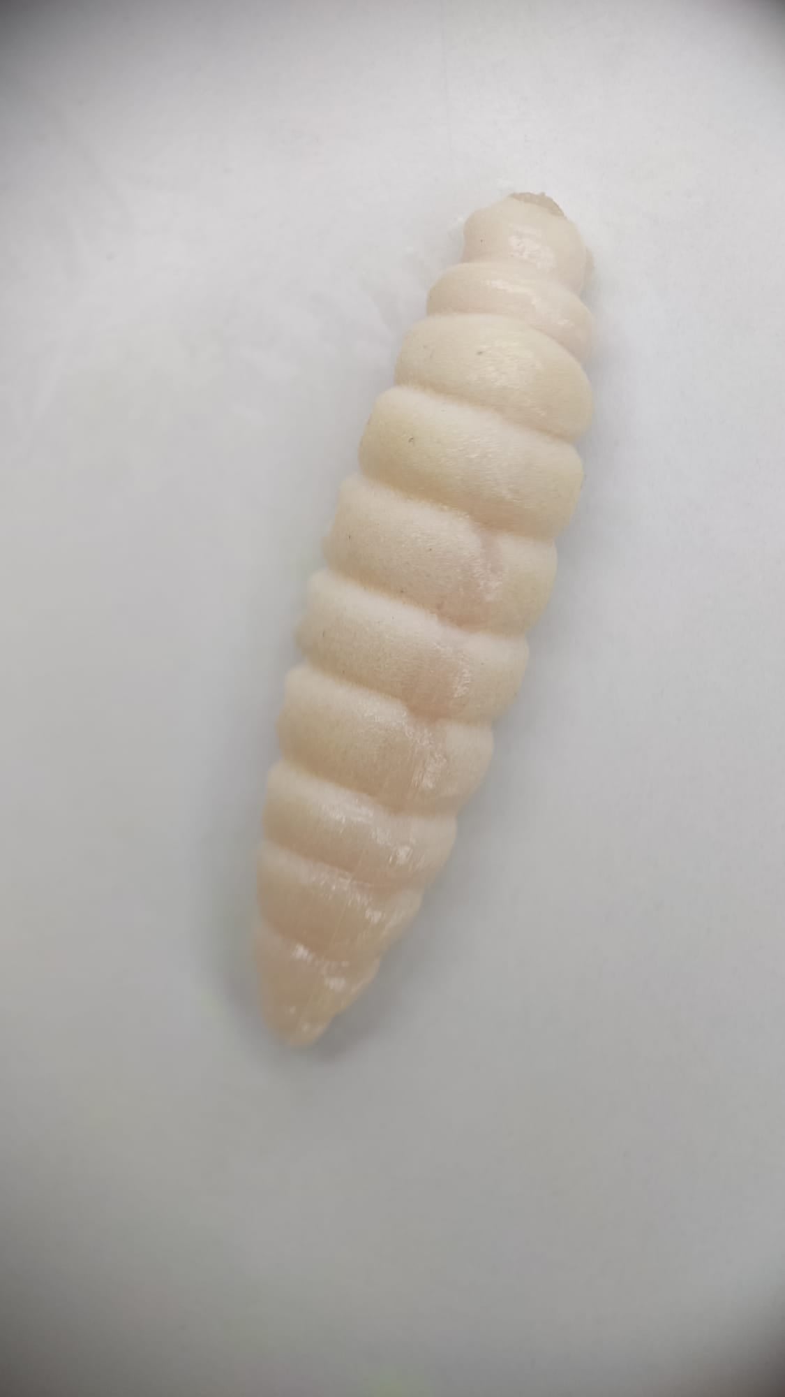 Lux Larve 40 mm – UV-Köder für Forelle & Lachs | Lux Bait