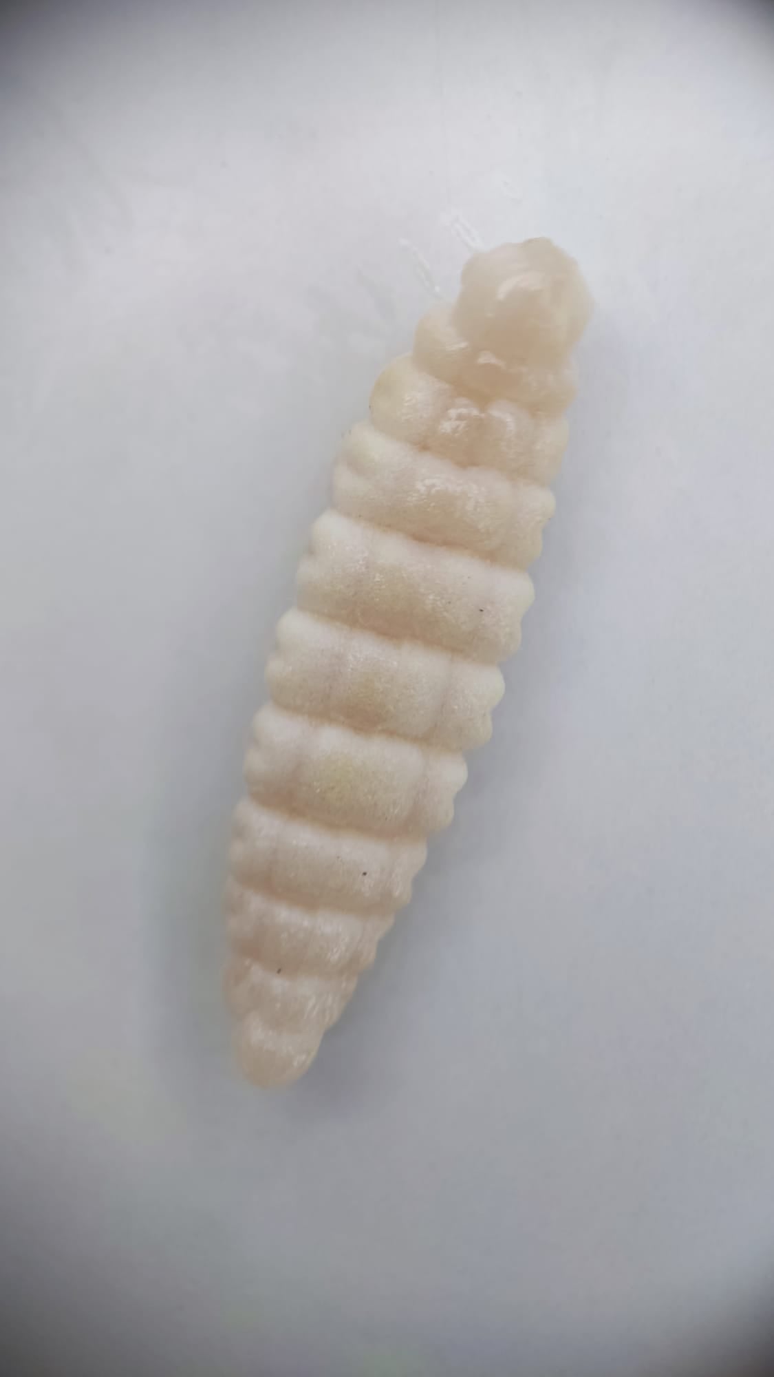 Lux Larve 40 mm – UV-Köder für Forelle & Lachs | Lux Bait